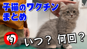 サムネ_034ワクチンまとめ