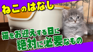 子猫お迎え初日に必要なもの